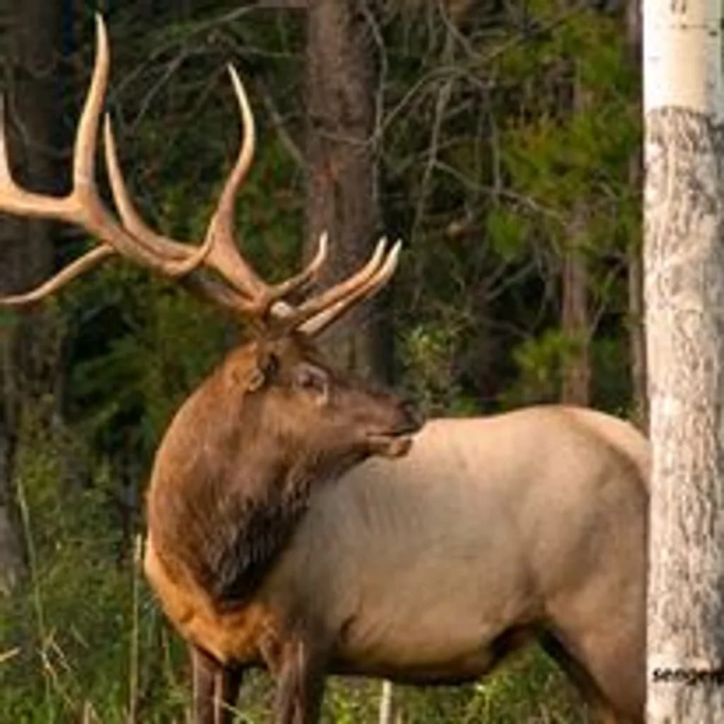 Bull Elk in Forest