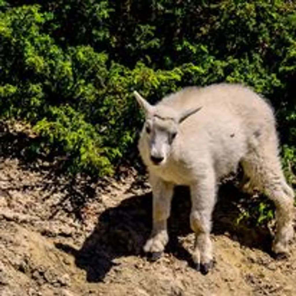 Mountain Goat Kid