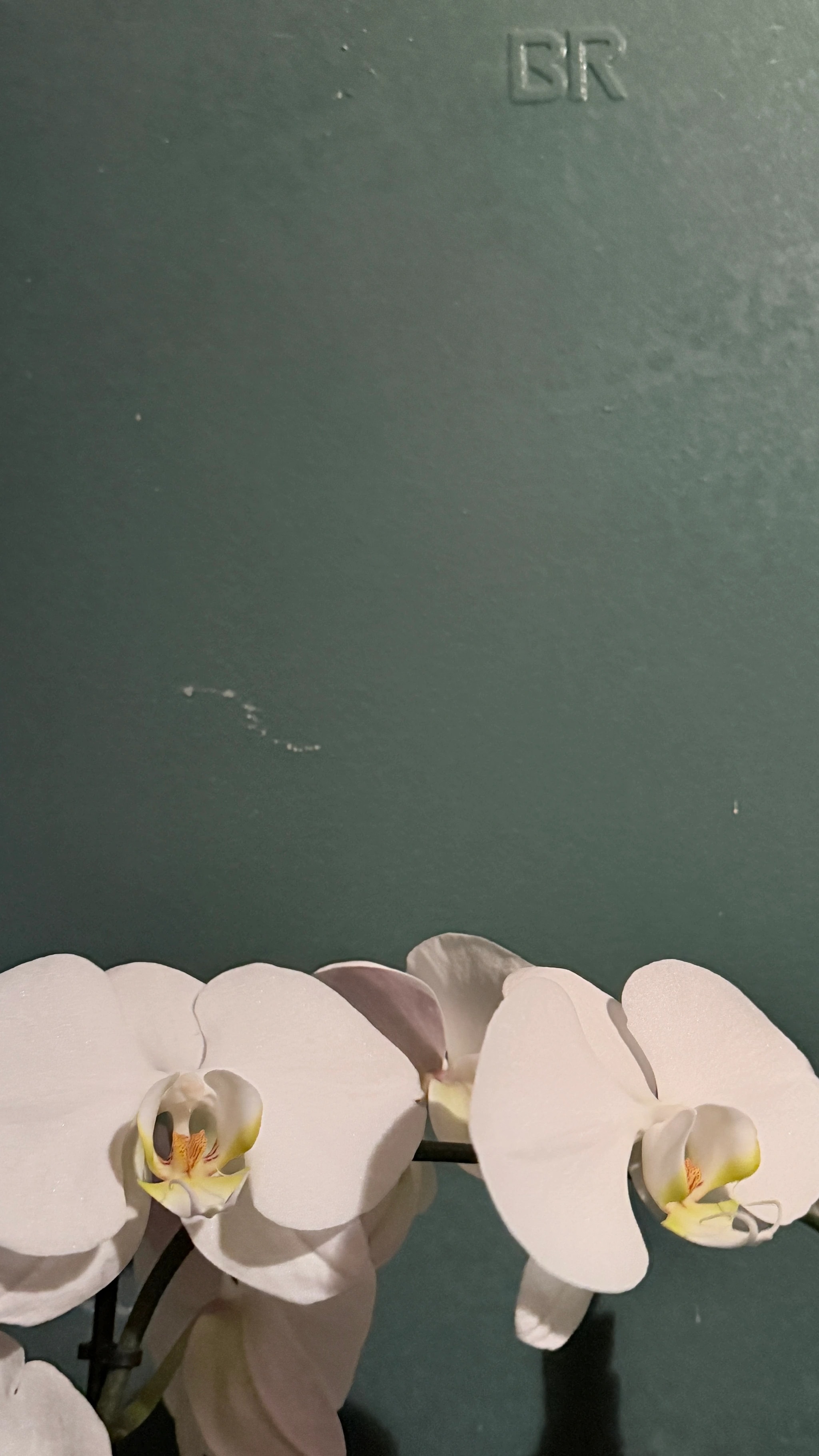 Orchids Against Green
