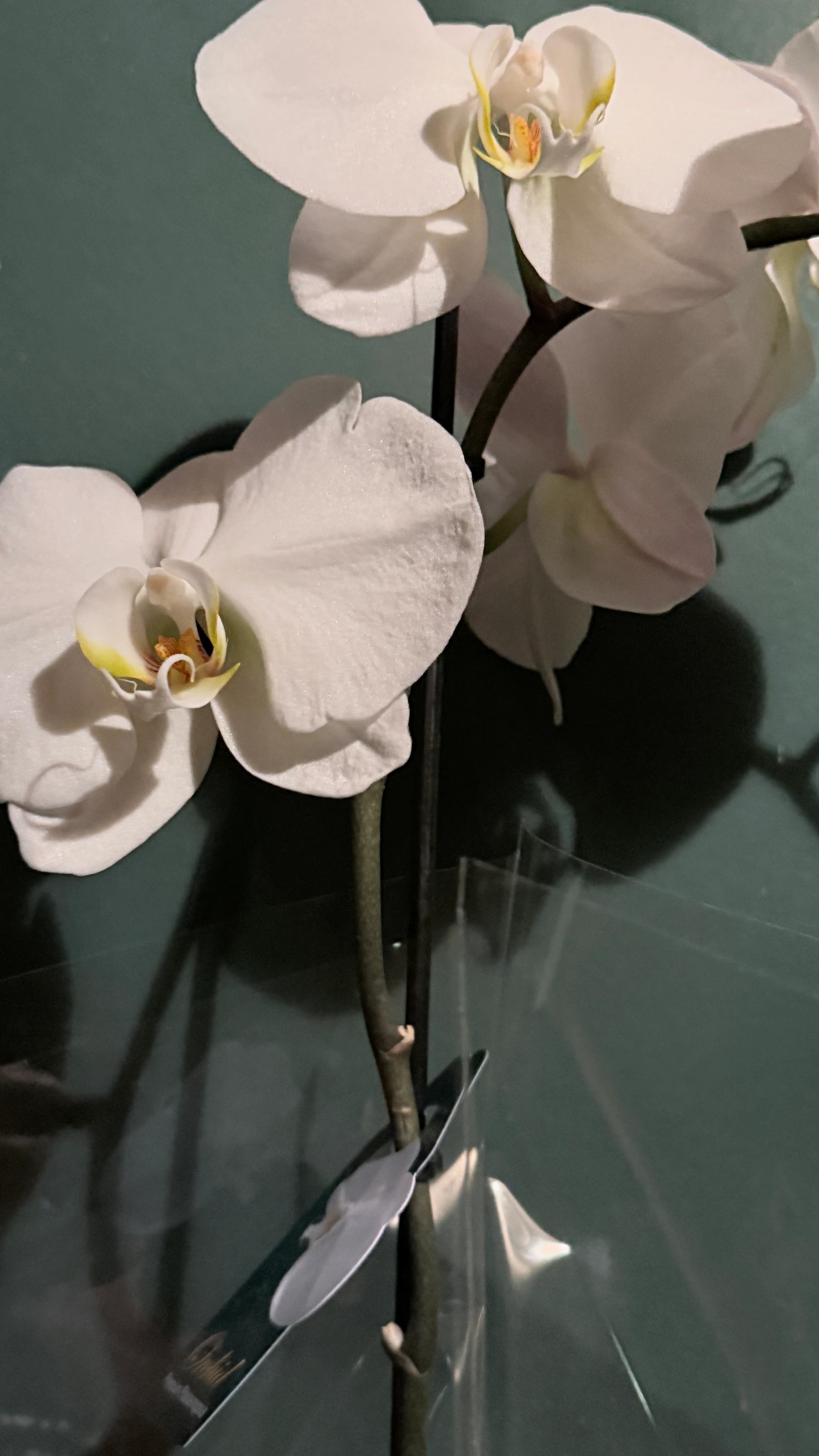 White Orchid Study