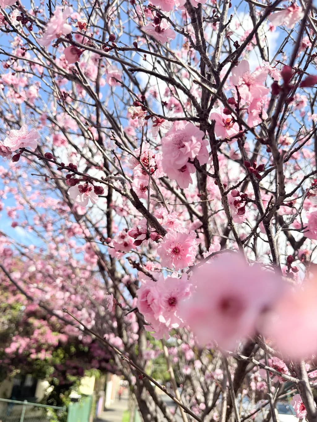 Pink Blossom Canopy