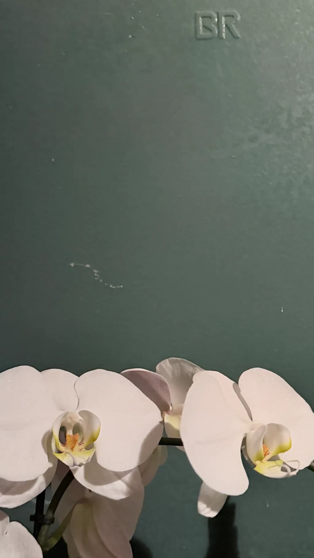Orchids Against Green