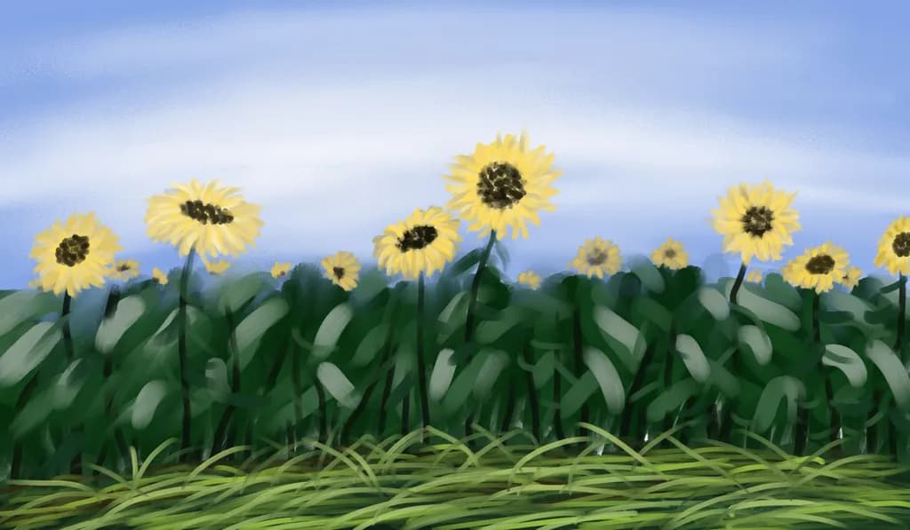 Sunflower Fields