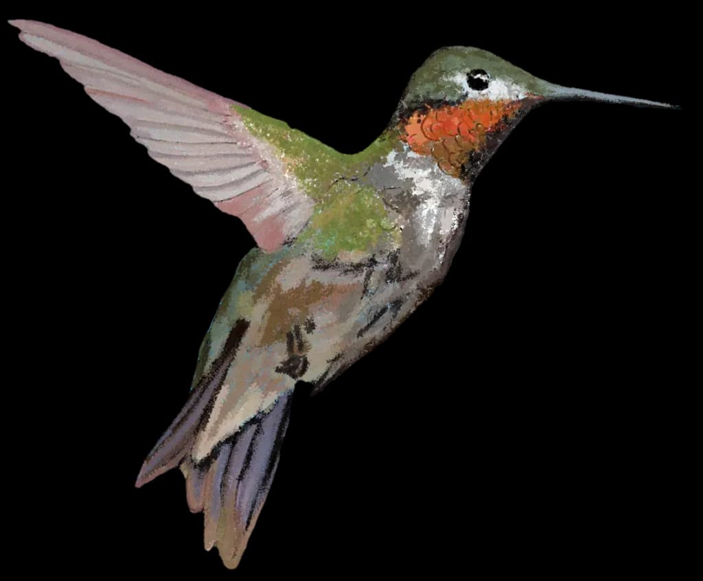 Hummingbird in Flight