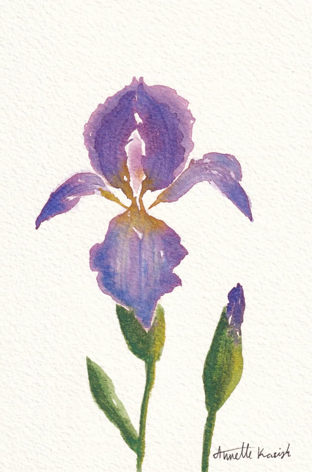 Purple Iris Study