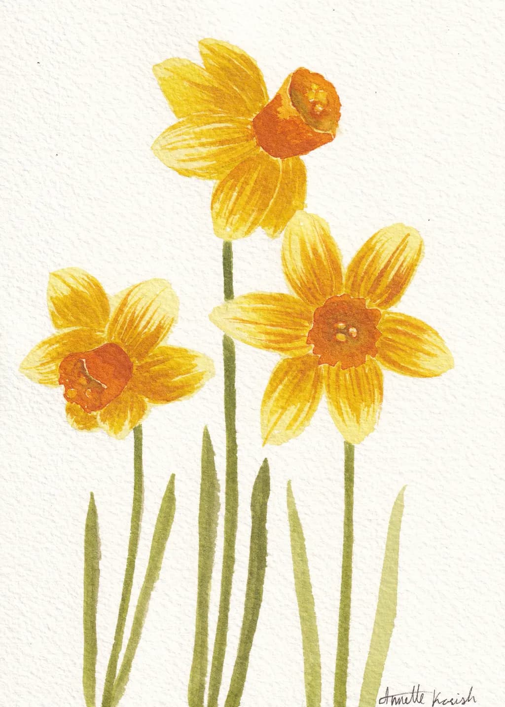Daffodils in Bloom