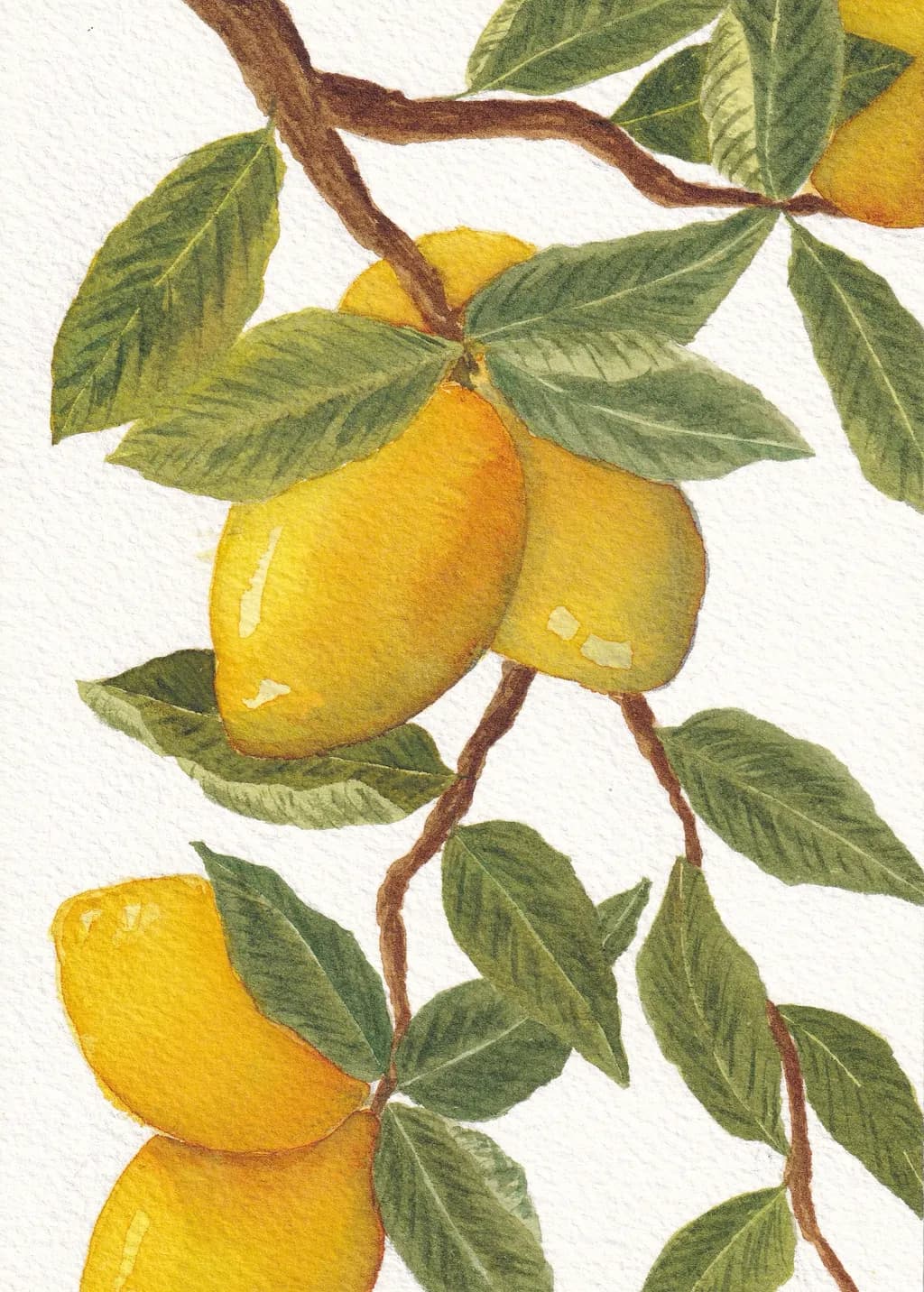 Lemons on Branch