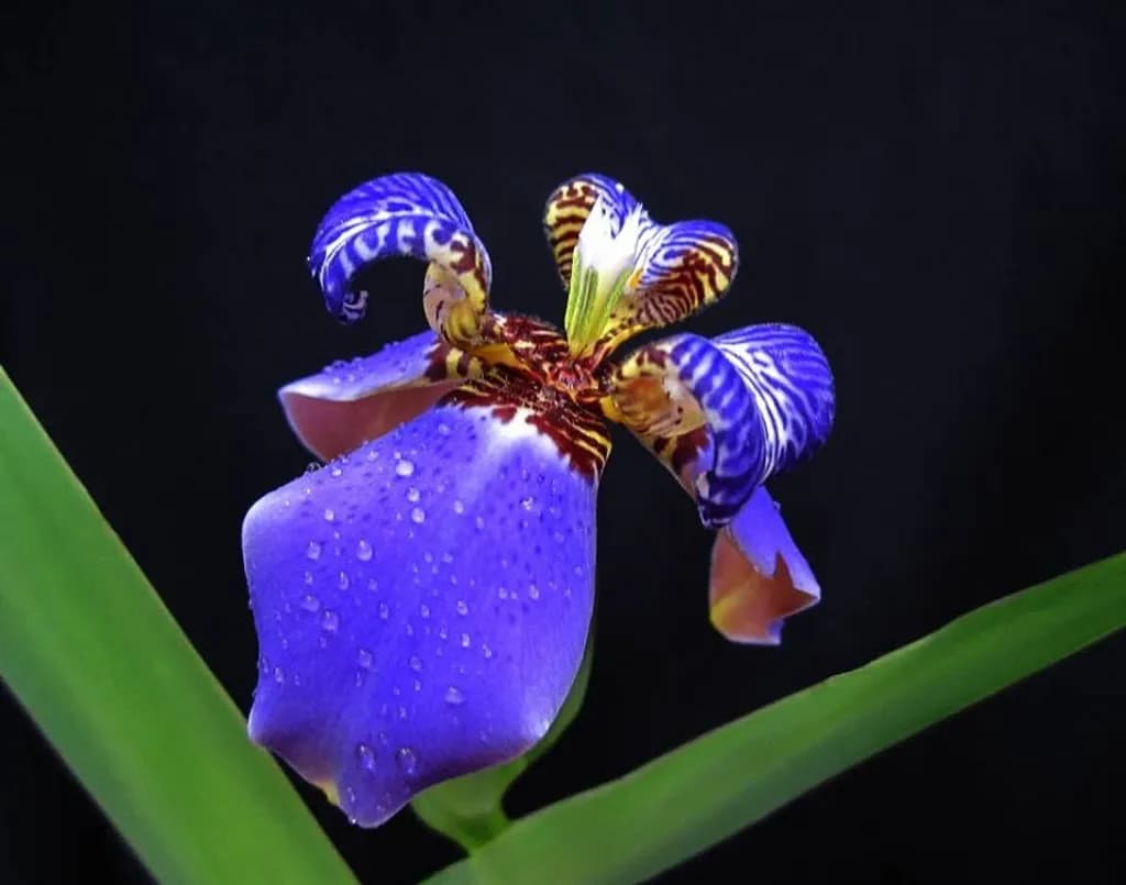 Dewlit Purple Iris