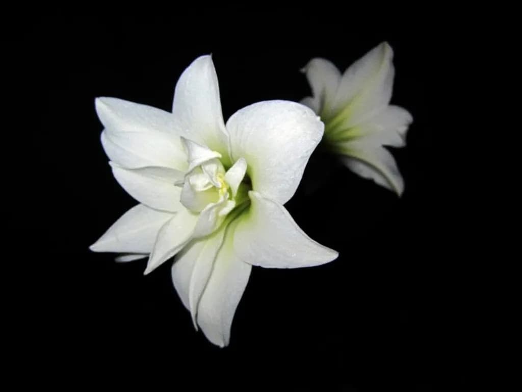 White Amaryllis Pair