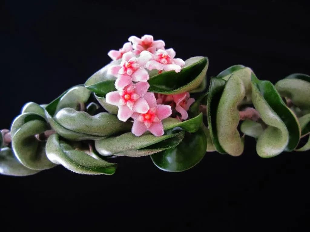 Pink Succulent Bloom
