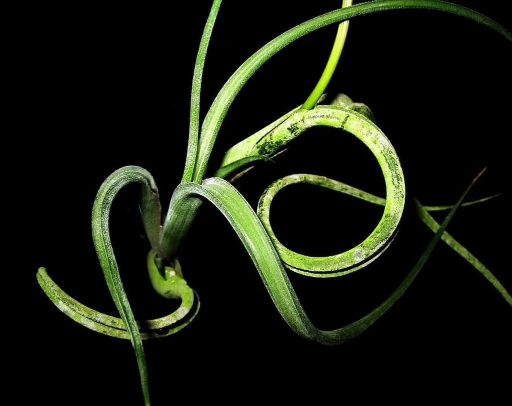 Curled Green Leaves