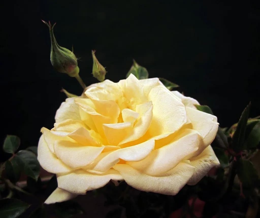 Golden Rose