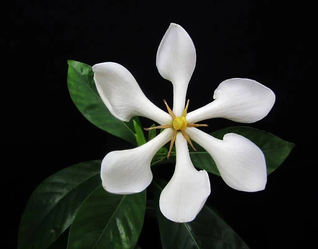 White Gardenia
