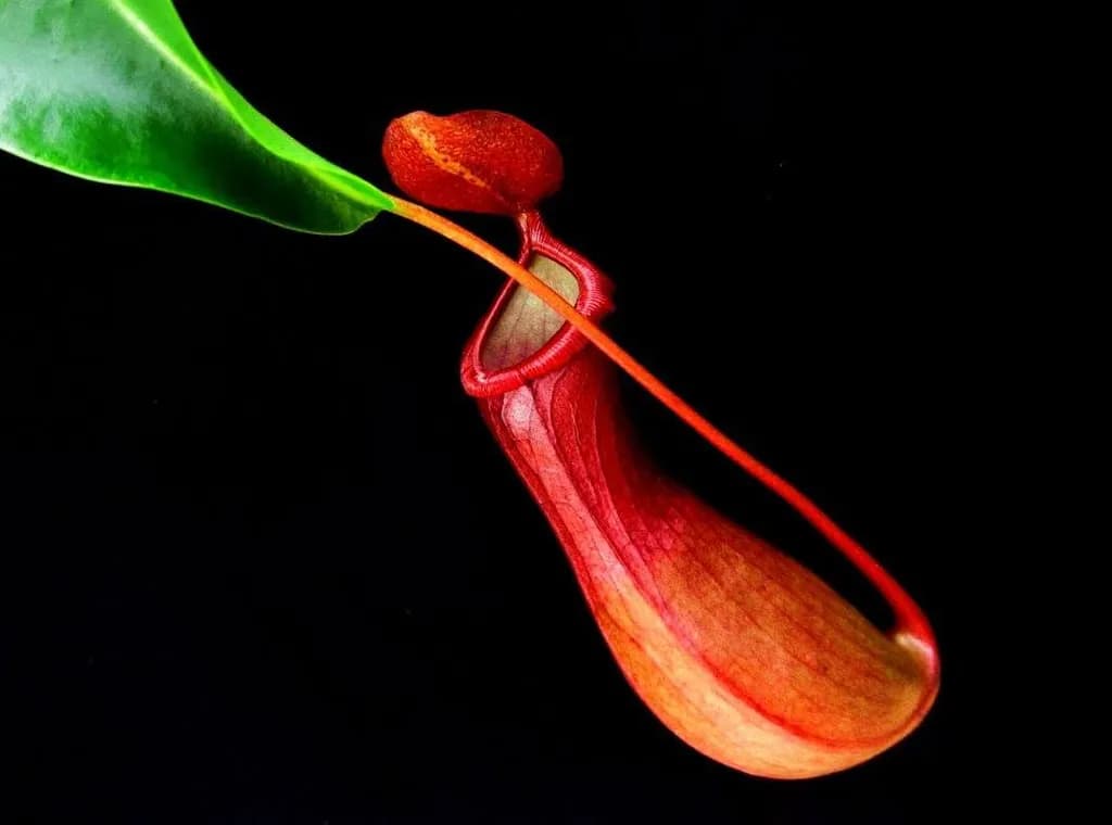 Red Tropical Pitcher Plant