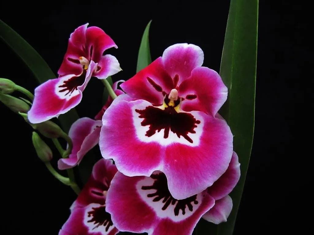 Pink Orchids