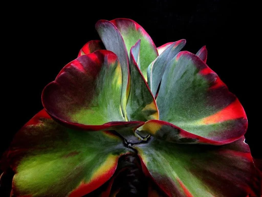 Crimson-Tipped Succulent