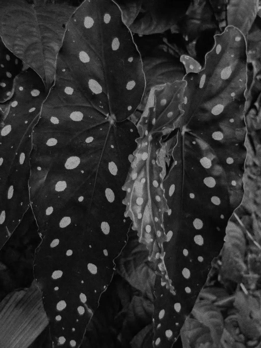 Spotted Begonia Leaves