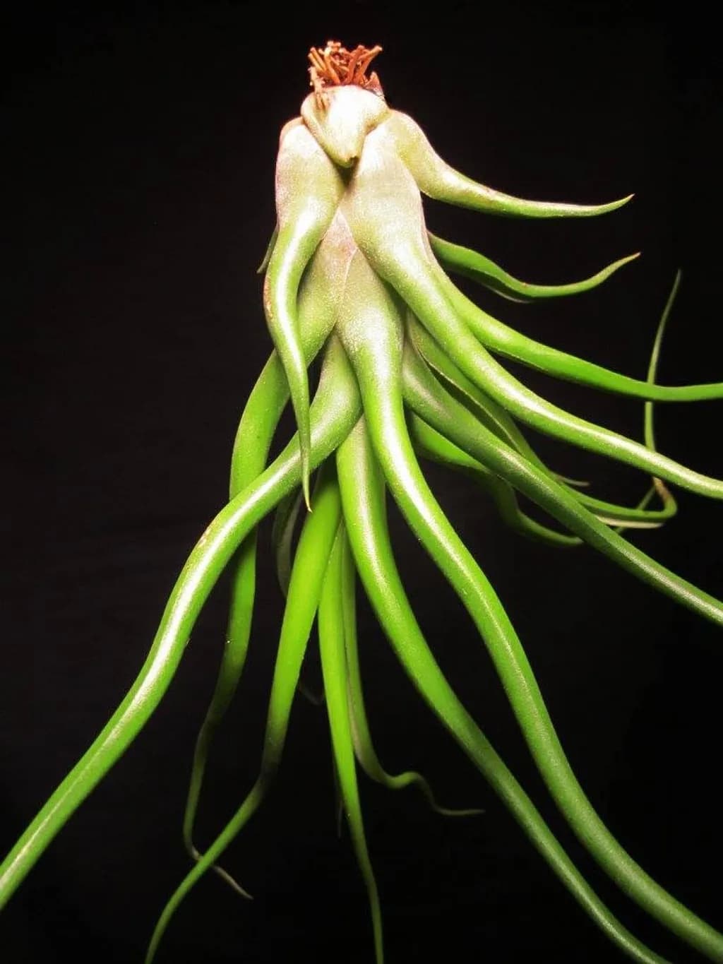 Green Tendrils