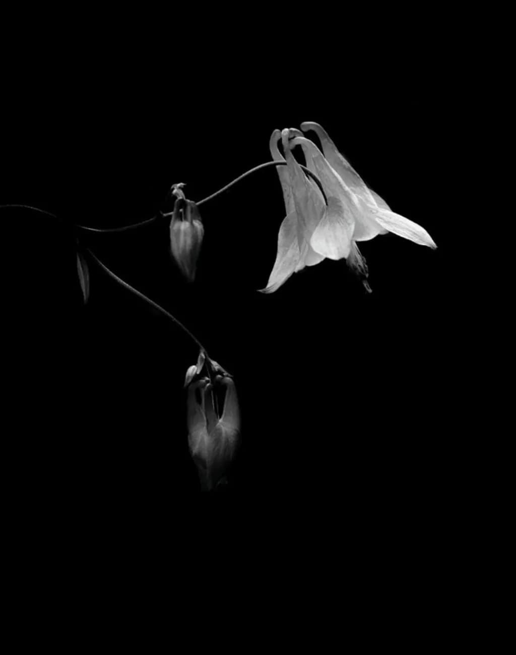 Monochrome Hanging Bloom