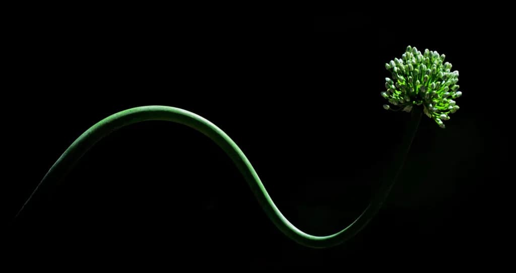 Allium in Black