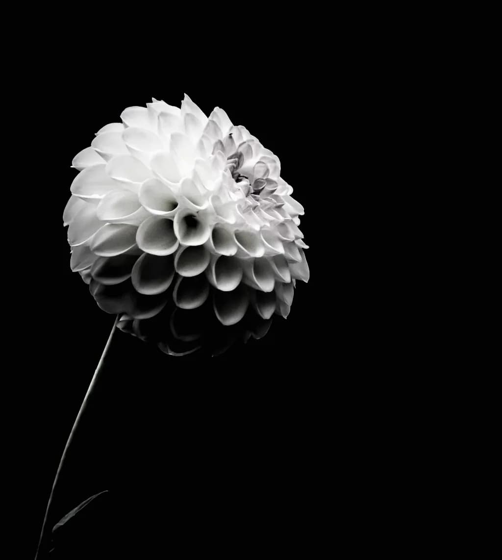 Monochrome Dahlia