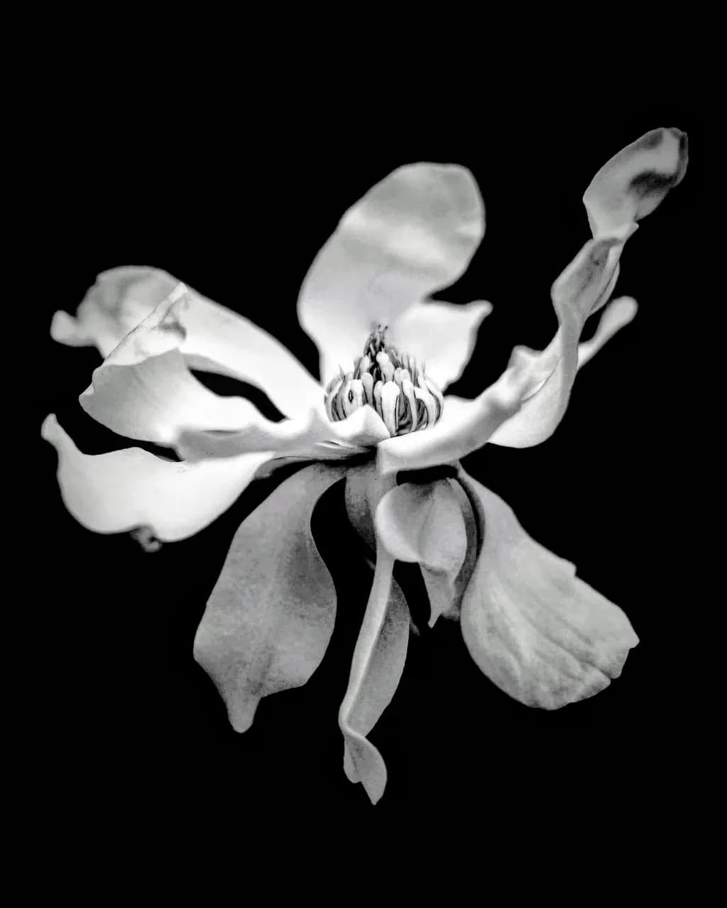 Magnolia in Monochrome