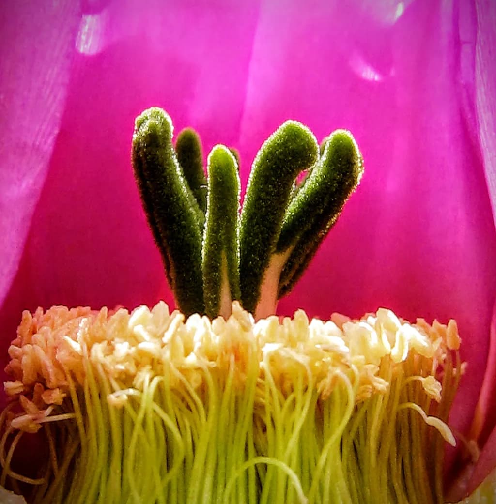 Magenta Flower Center