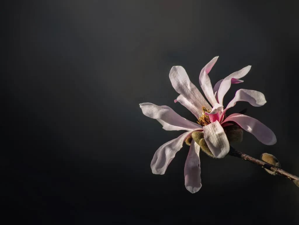 Magnolia Against Black