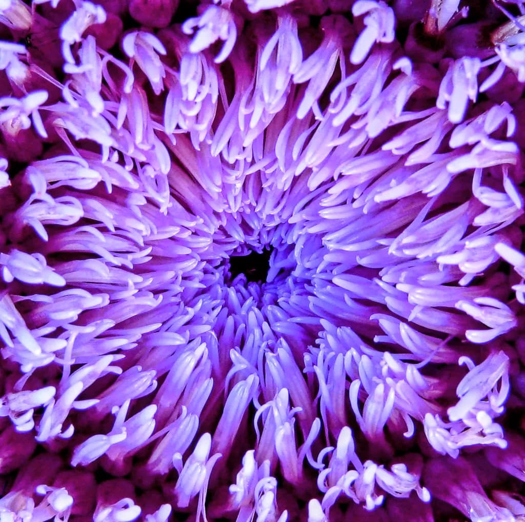 Purple Radial Flower Macro