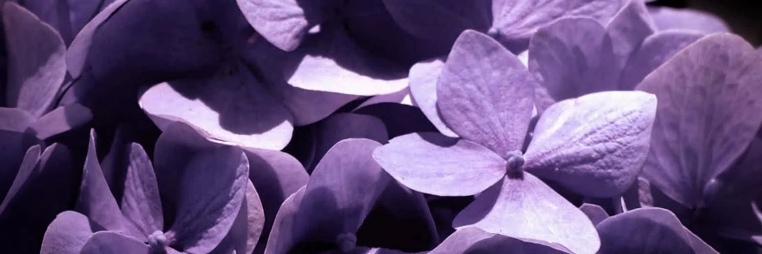 Profile banner