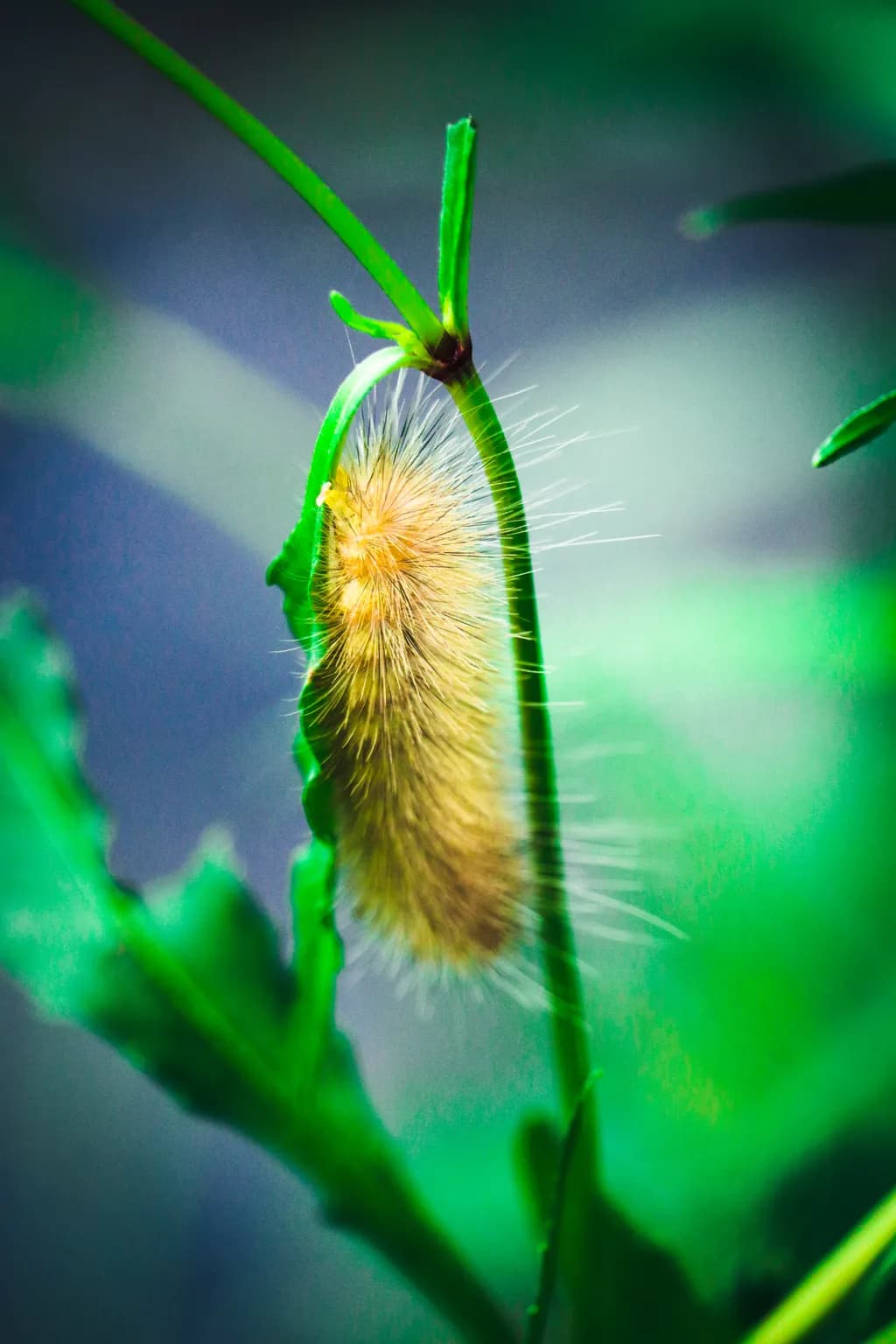Golden Caterpillar