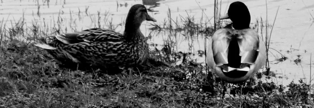 Ducks by the Water