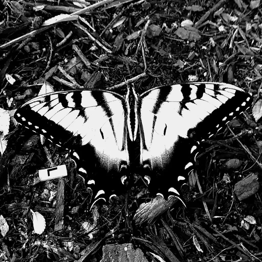 Butterfly on Leaf Litter