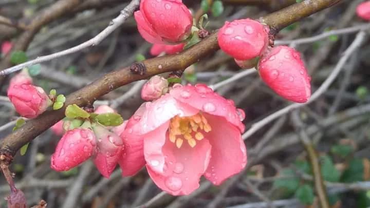 Rain-Dappled Blossom