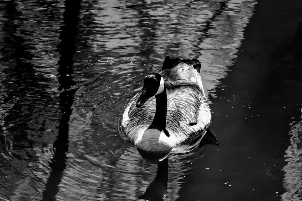 Goose on Rippling Water