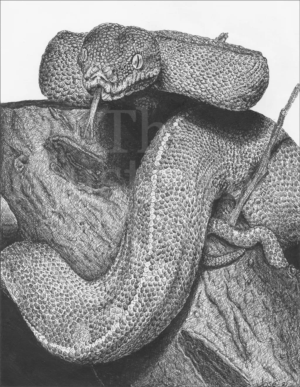 Coiled Viper Study
