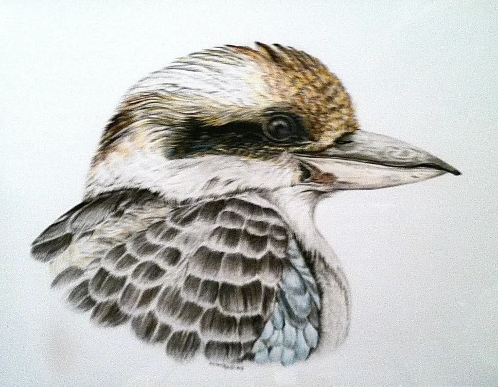 Kookaburra “King of the bush”