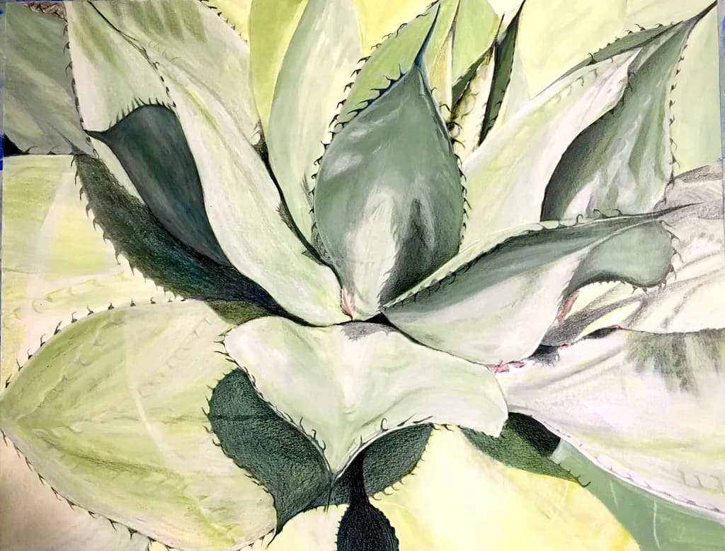 Agave Rosette