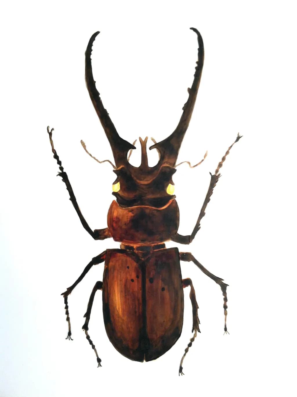 Stag Beetle Study