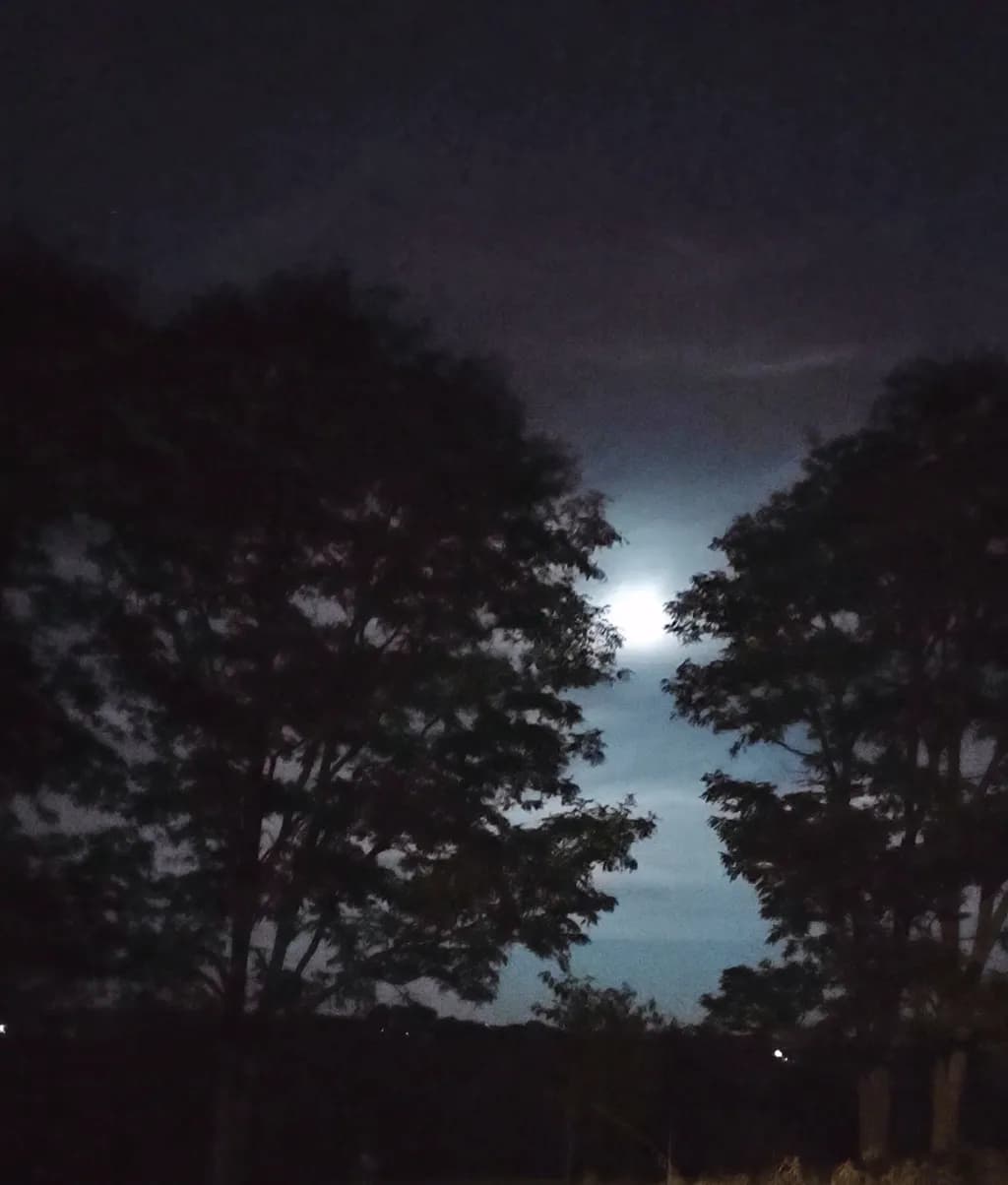 Moonlit Tree Canopy