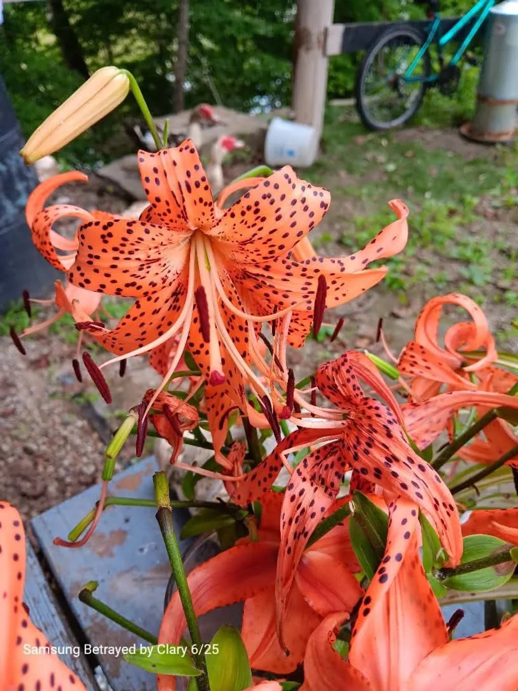 Spotted Orange Lily Bloom