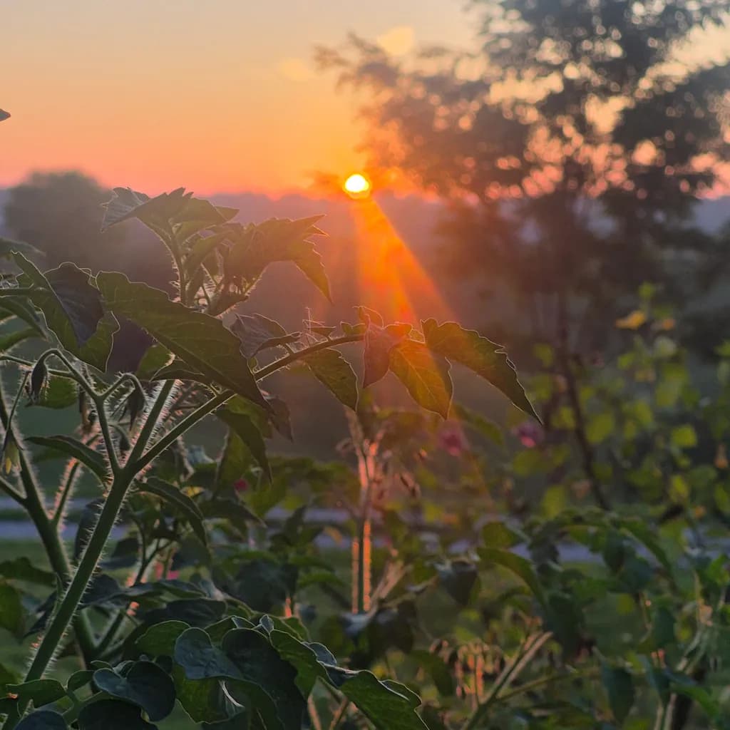 Garden Sunset Foliage