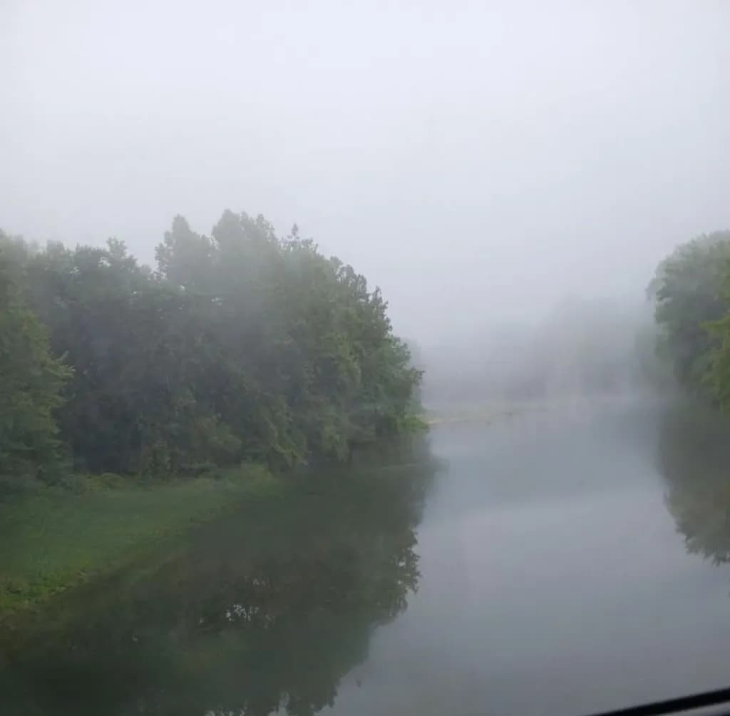 Fogbound River Trees