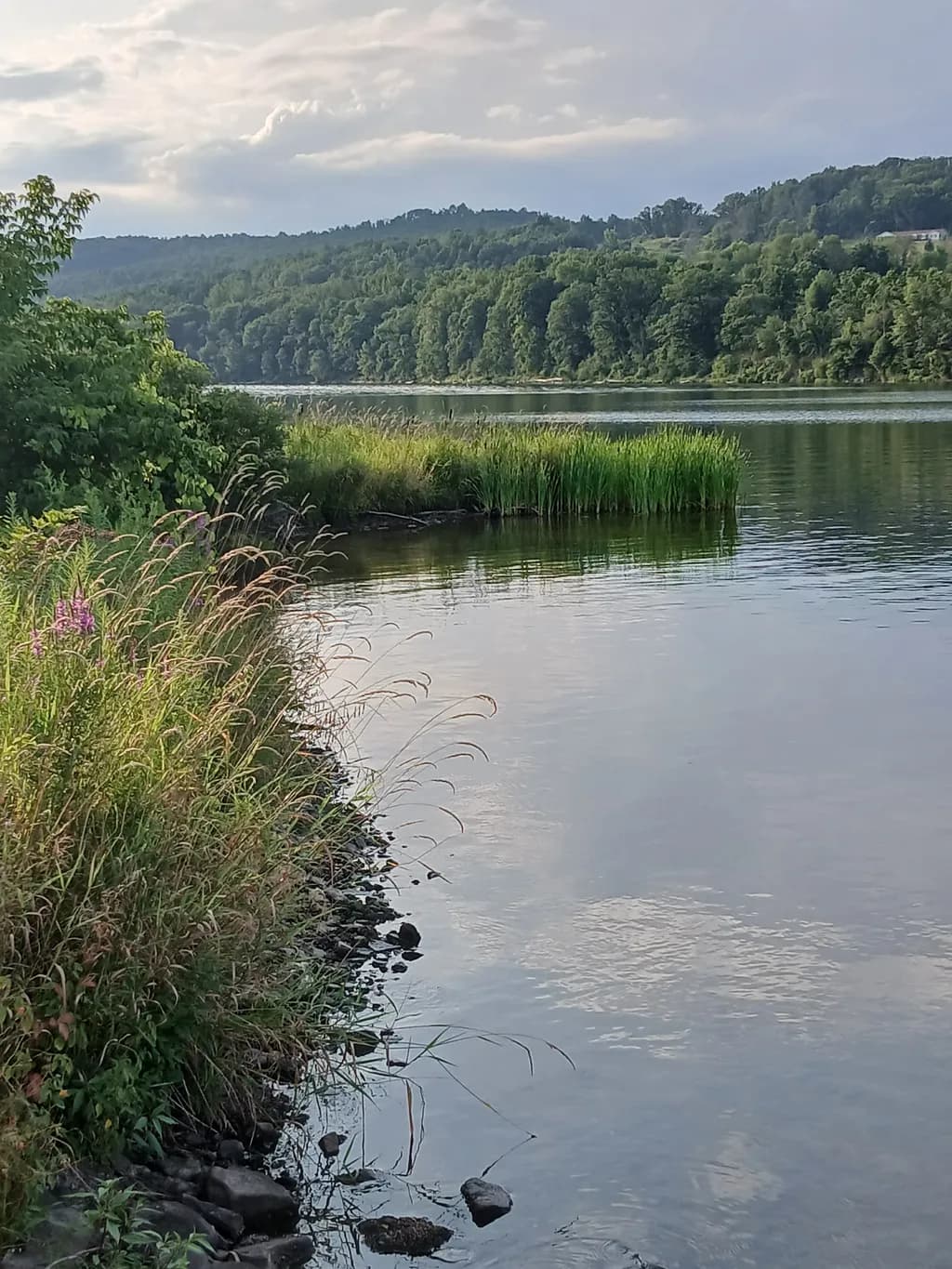 Sunlit Riverbank