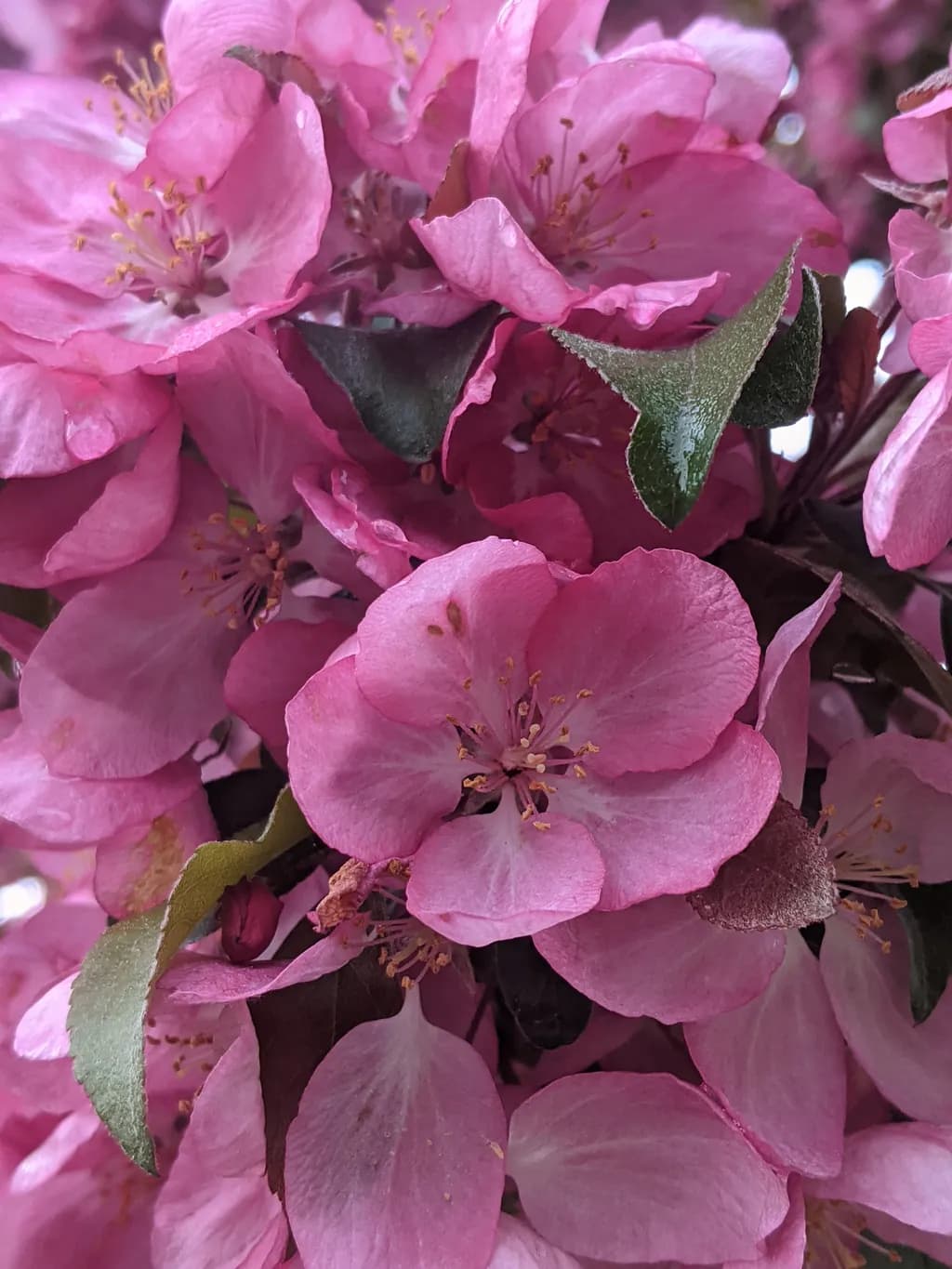 Pink Blossom Closeup