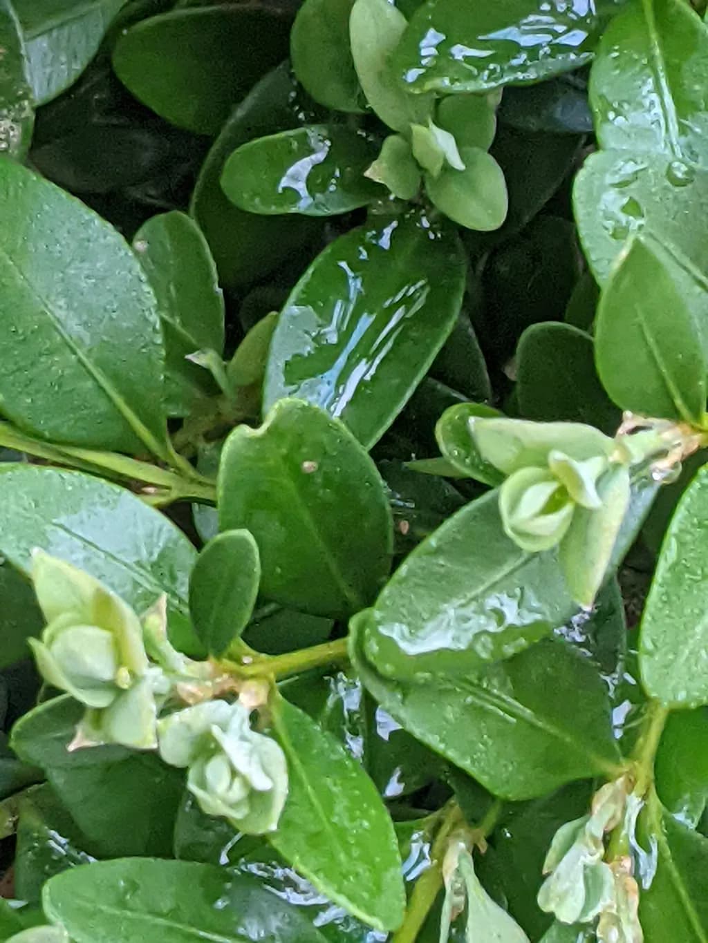 Rain-Kissed Leaves