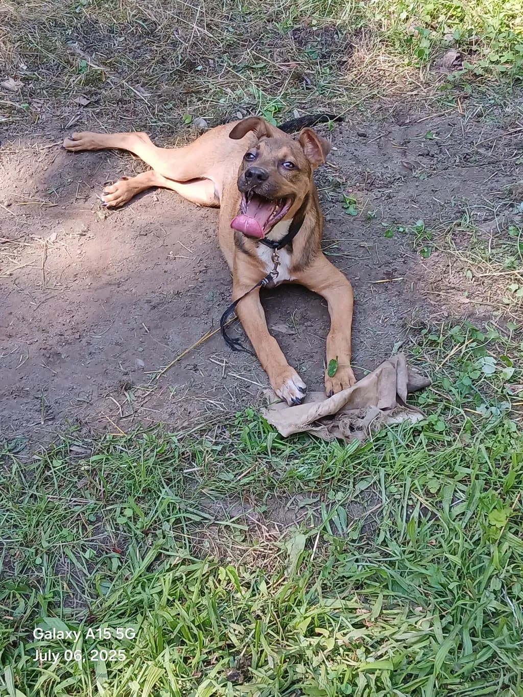 Playful Dog at Play