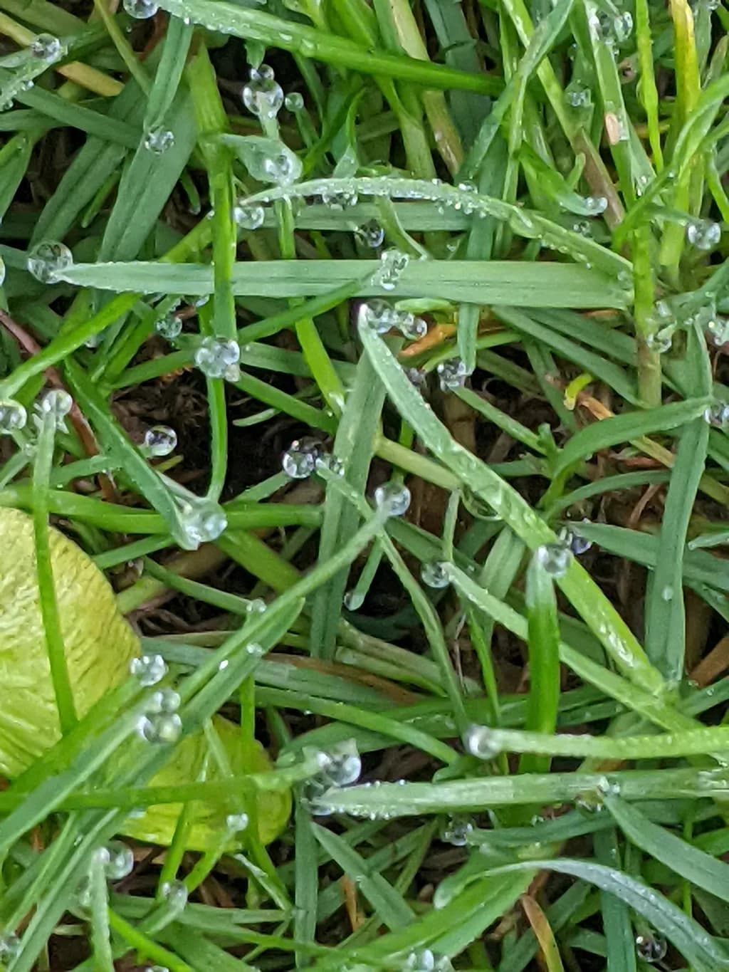 Dew-Covered Grass