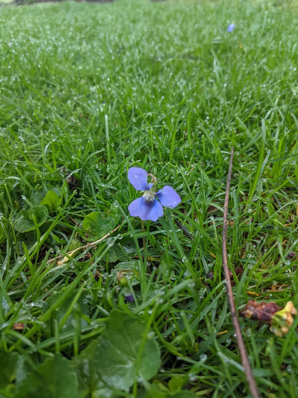 Dewlit Violet in Grass
