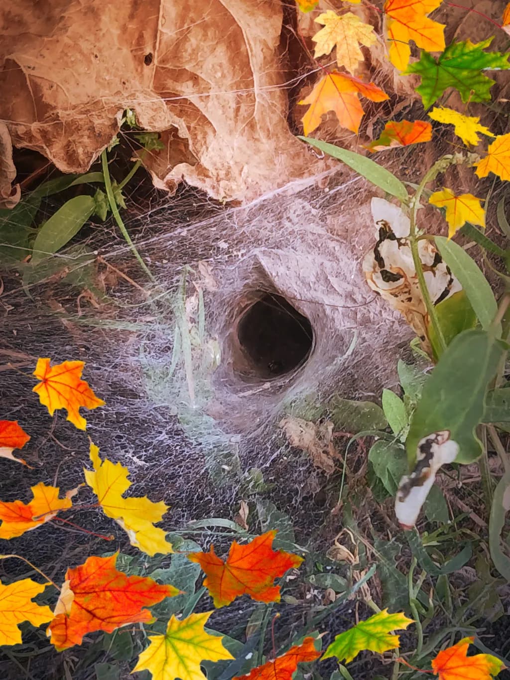 Autumn Web Hollow